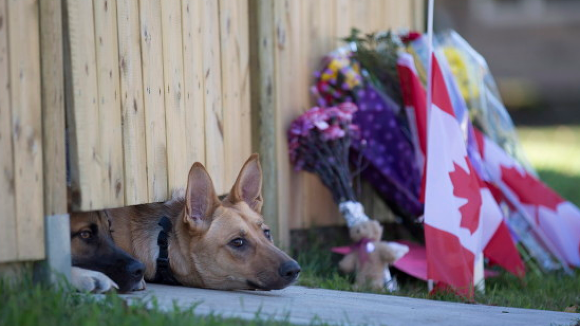 Φωτογραφίες: Τα σκυλάκια του νεκρού Καναδού στρατιώτη περιμένουν το αφεντικό τους να επιστρέψει...